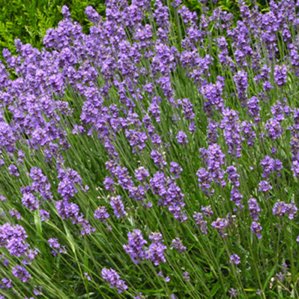 lavande en bordure de haie, huile essentielle, aromathérapie, aroma, lavande vraie, huile essentielle de lavande vraie, lavande fine, huile essentielle de lavande fine